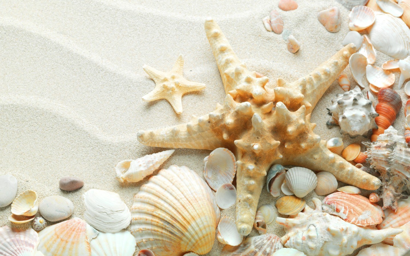 starfish and seashells on sand