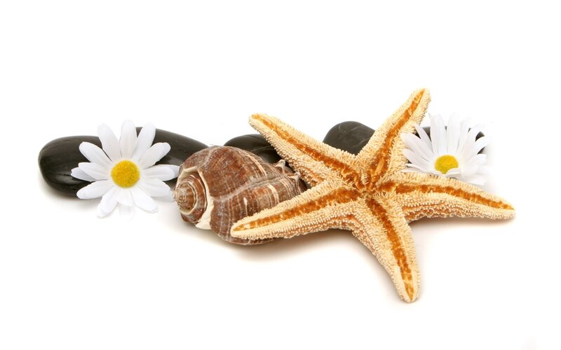 starfish and seashells on white