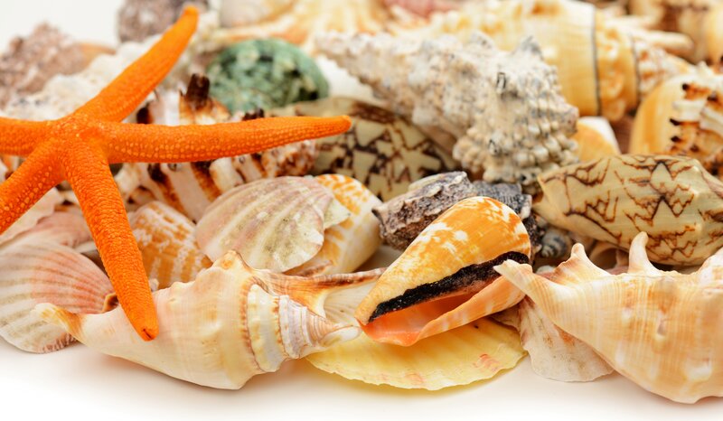 Starfish and Seashells — Orange
