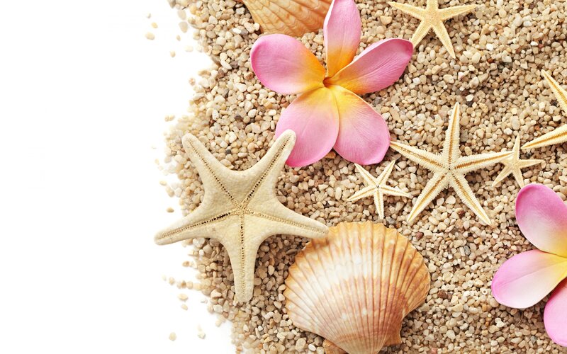Starfish and Seashells — Pink