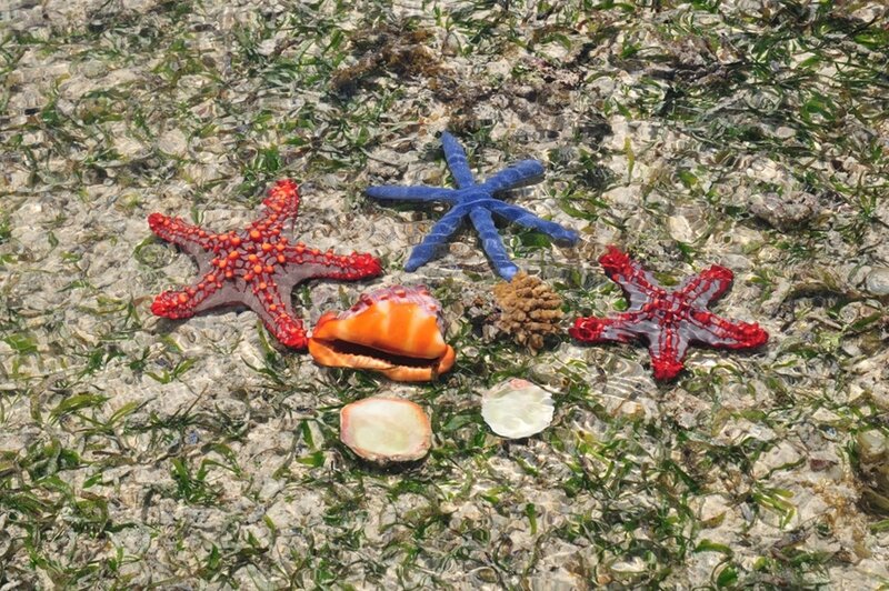 Starfish and Seashells — Red