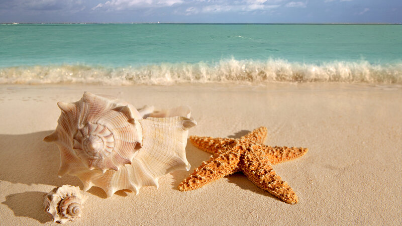 Starfish and Seashells