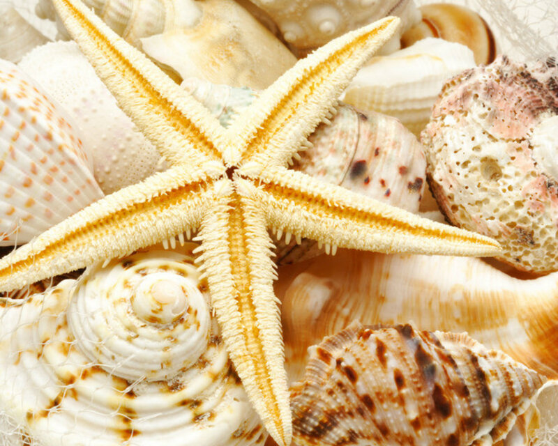 Starfish and Seashells — White, Calm, Photograph, Net