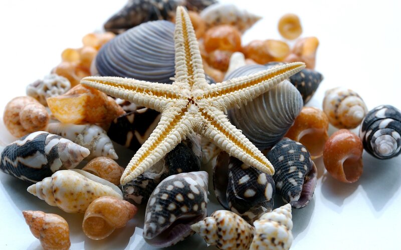 Starfish and Seashells — White, Calm, Photograph, White Surface