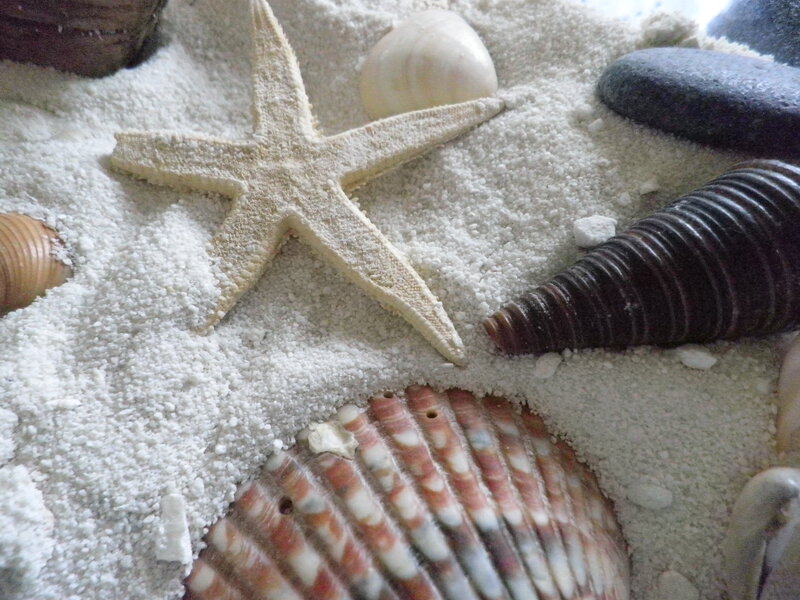 Starfish and Seashells — White, Calm