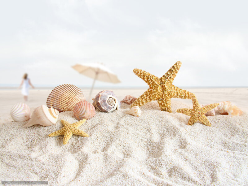 Starfish and Seashells — White, Serene, Afternoon, Photograph