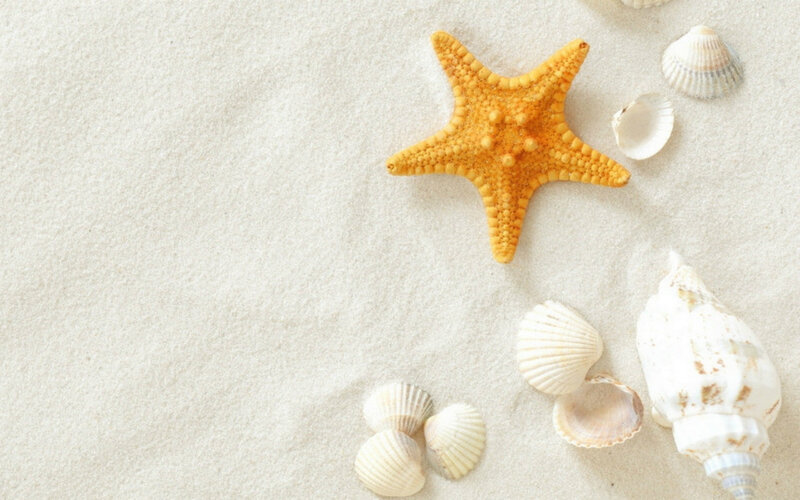 Starfish and Seashells — White, Serene, Photograph, Sand