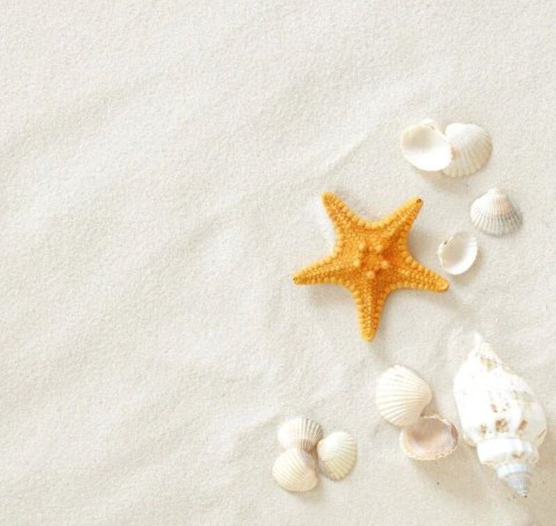 Starfish and Seashells — White, Serene, Photograph