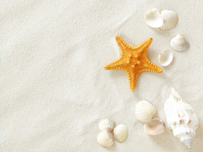 Starfish and Seashells — White, Serene