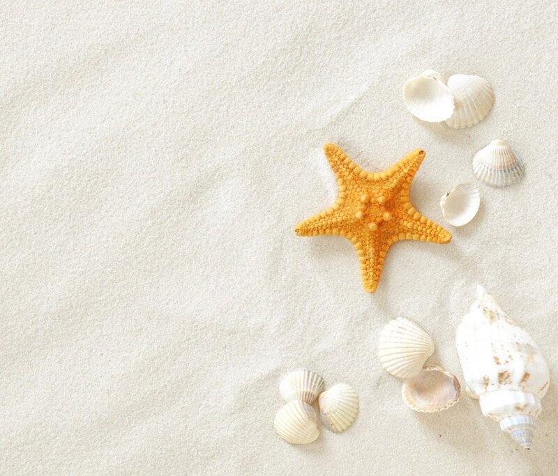 Starfish and Seashells — White