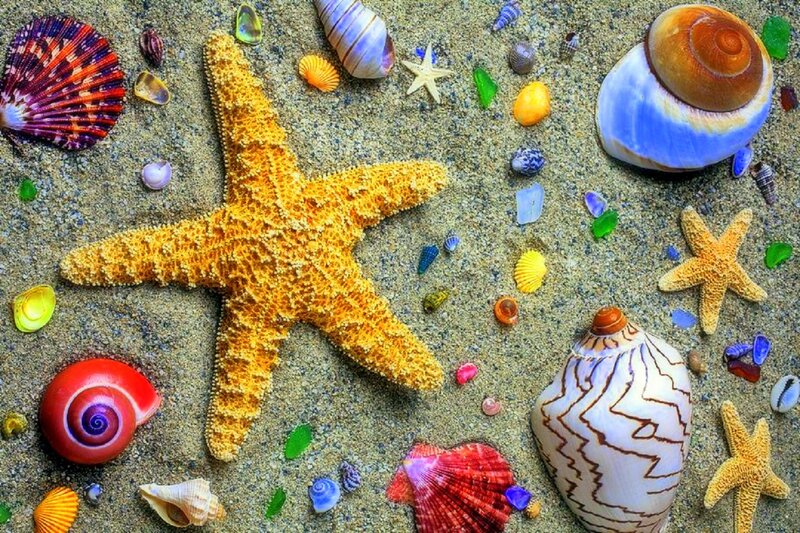 Starfish and Seashells — Yellow, Calm