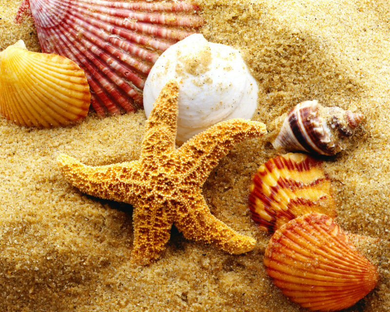 Starfish and Seashells — Yellow