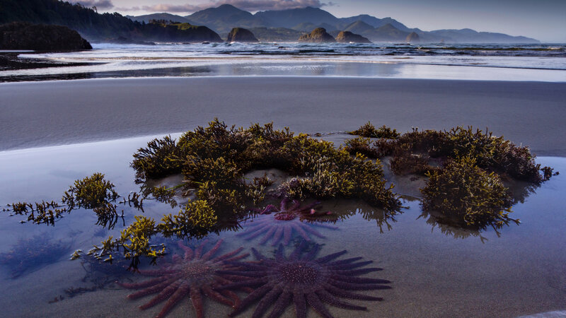 Starfish and Seaweed on Beach — Purple, Serene