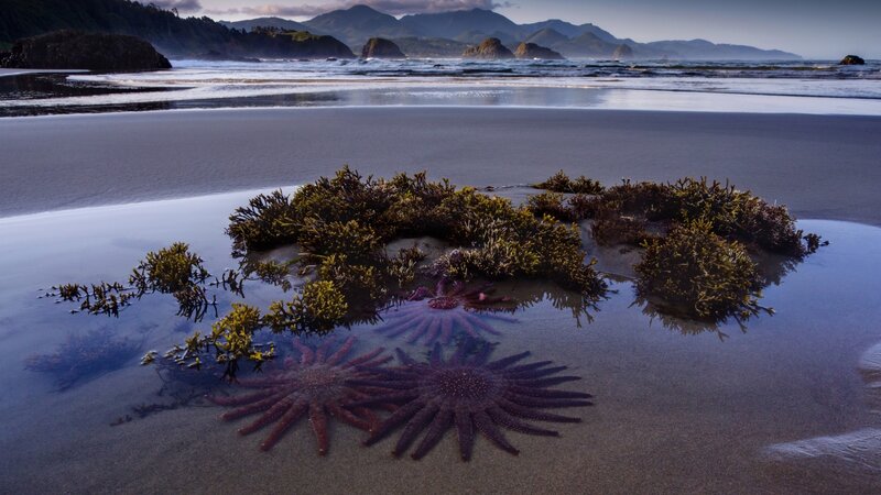 Starfish and Seaweed on Beach — Purple