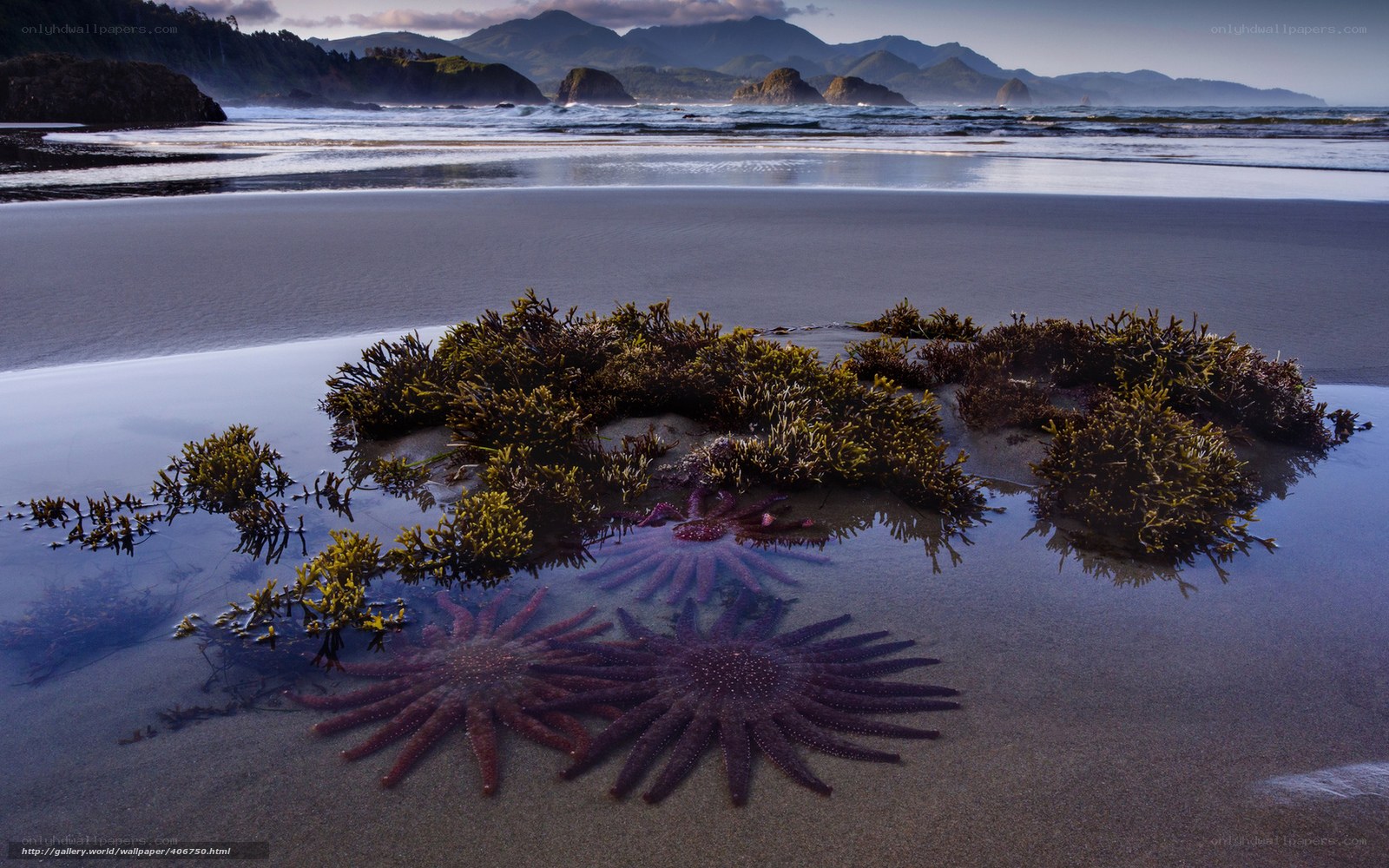 Starfish and seaweed on beach