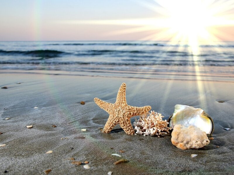 Starfish and Shells on Beach — Beige