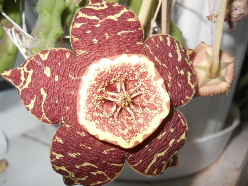 Starfish Flower Bloom