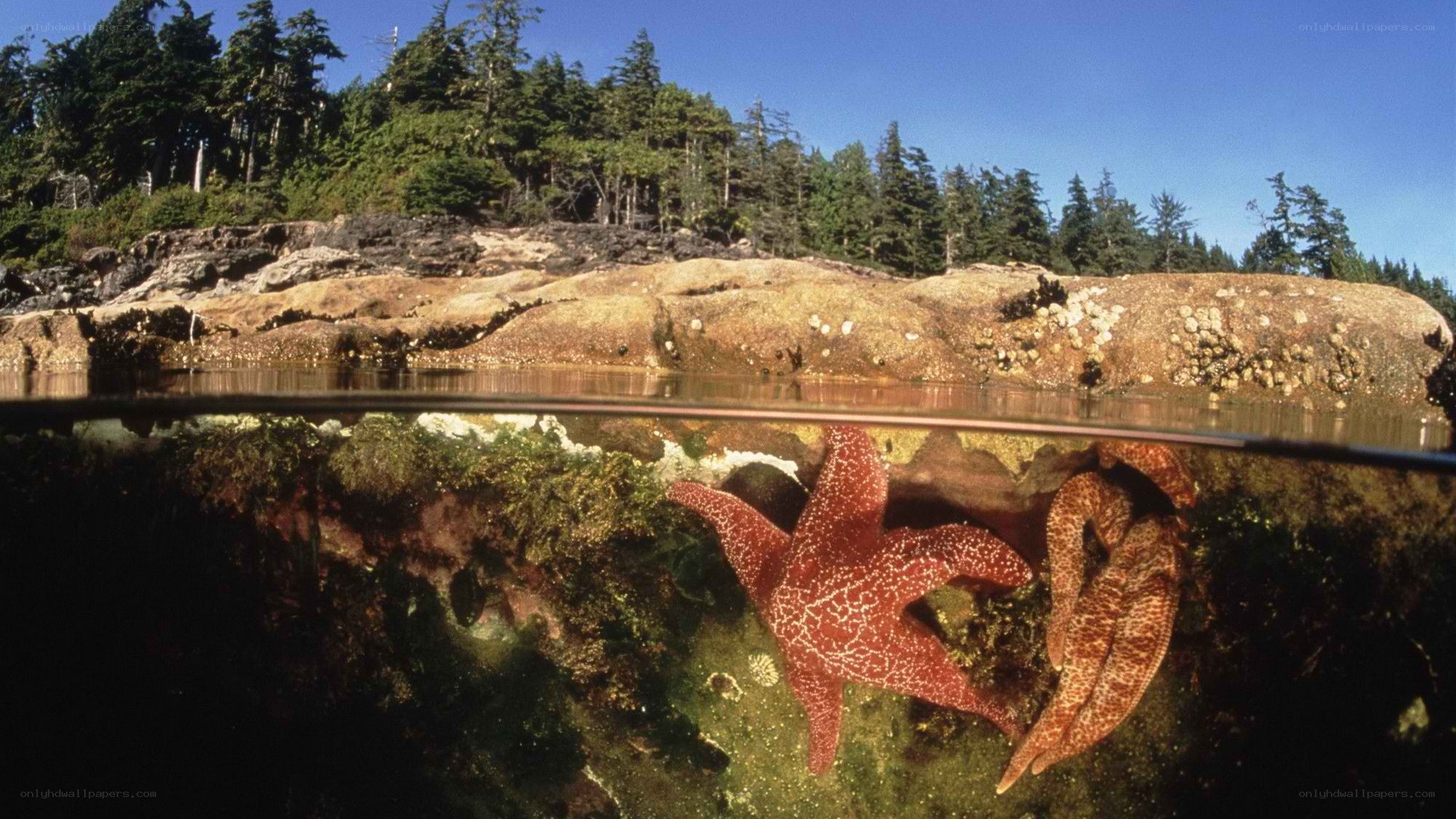 Starfish in a coastal tide pool