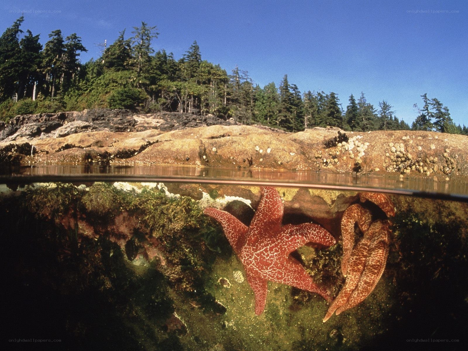 Starfish in a coastal tide pool