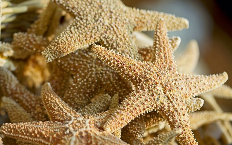 Starfish in a Pile