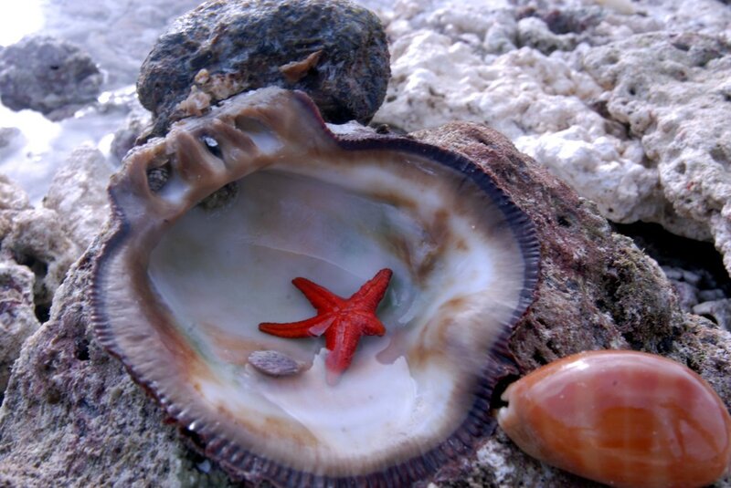 Starfish in a shell