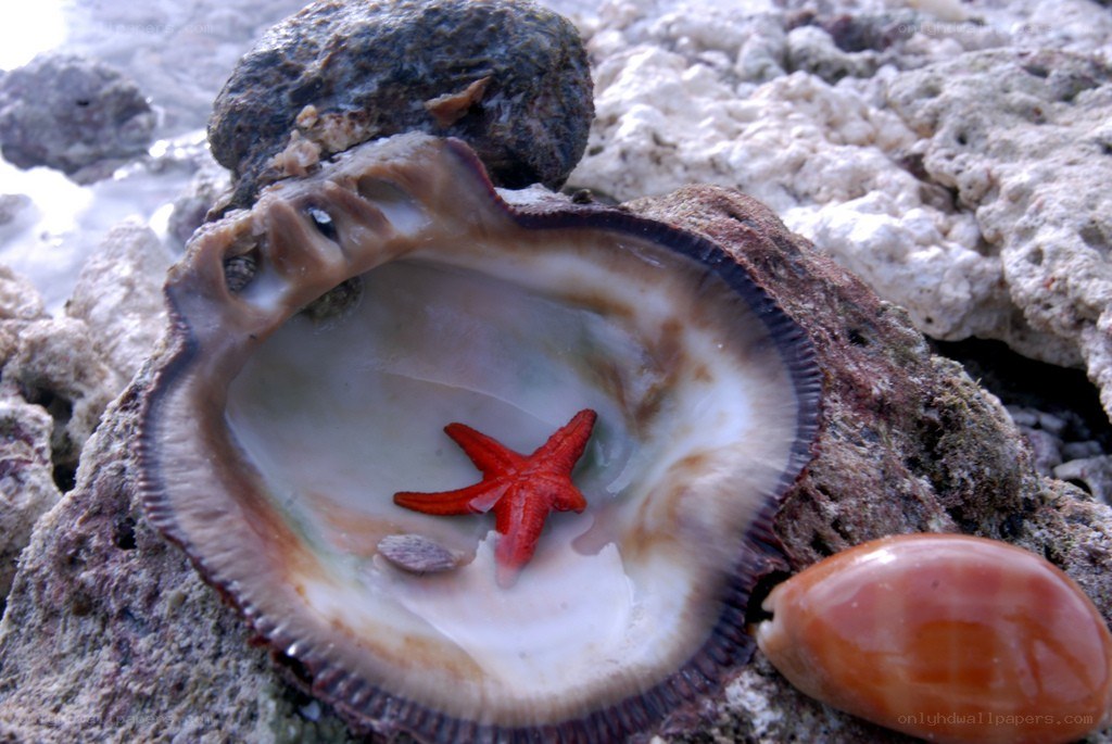 Starfish in a shell