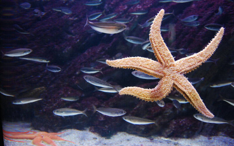 Starfish in Aquarium — Orange