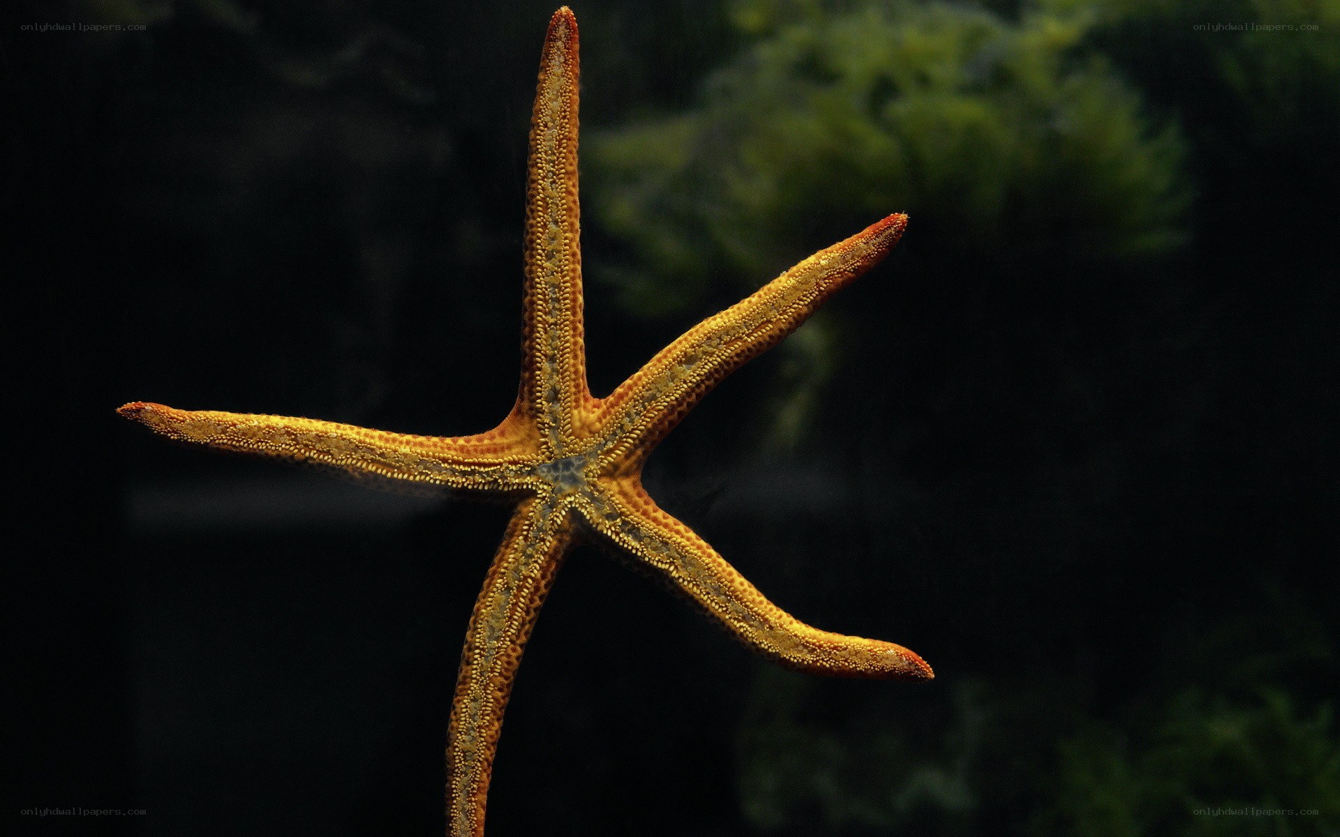 starfish in aquarium