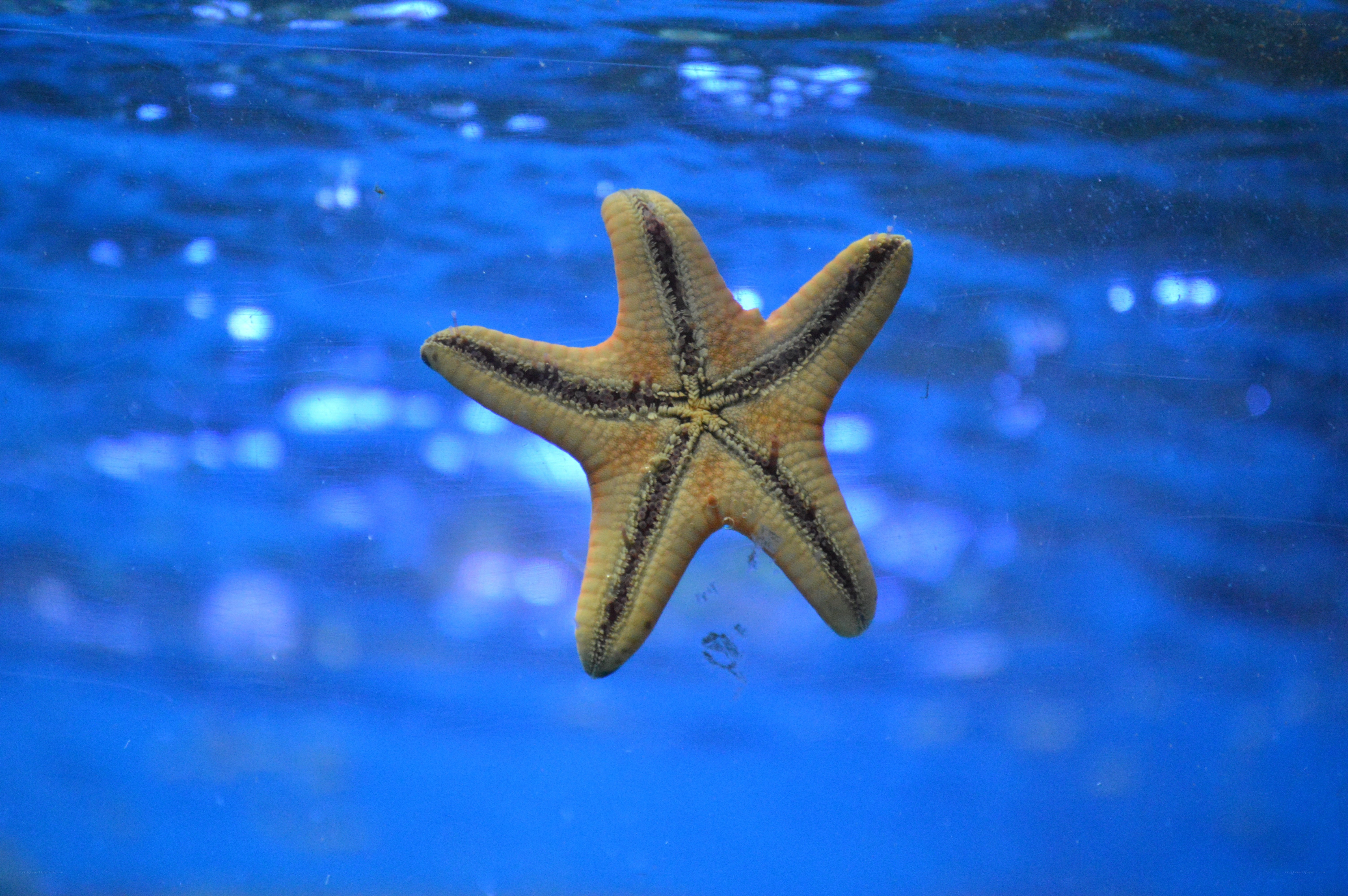 starfish in blue water