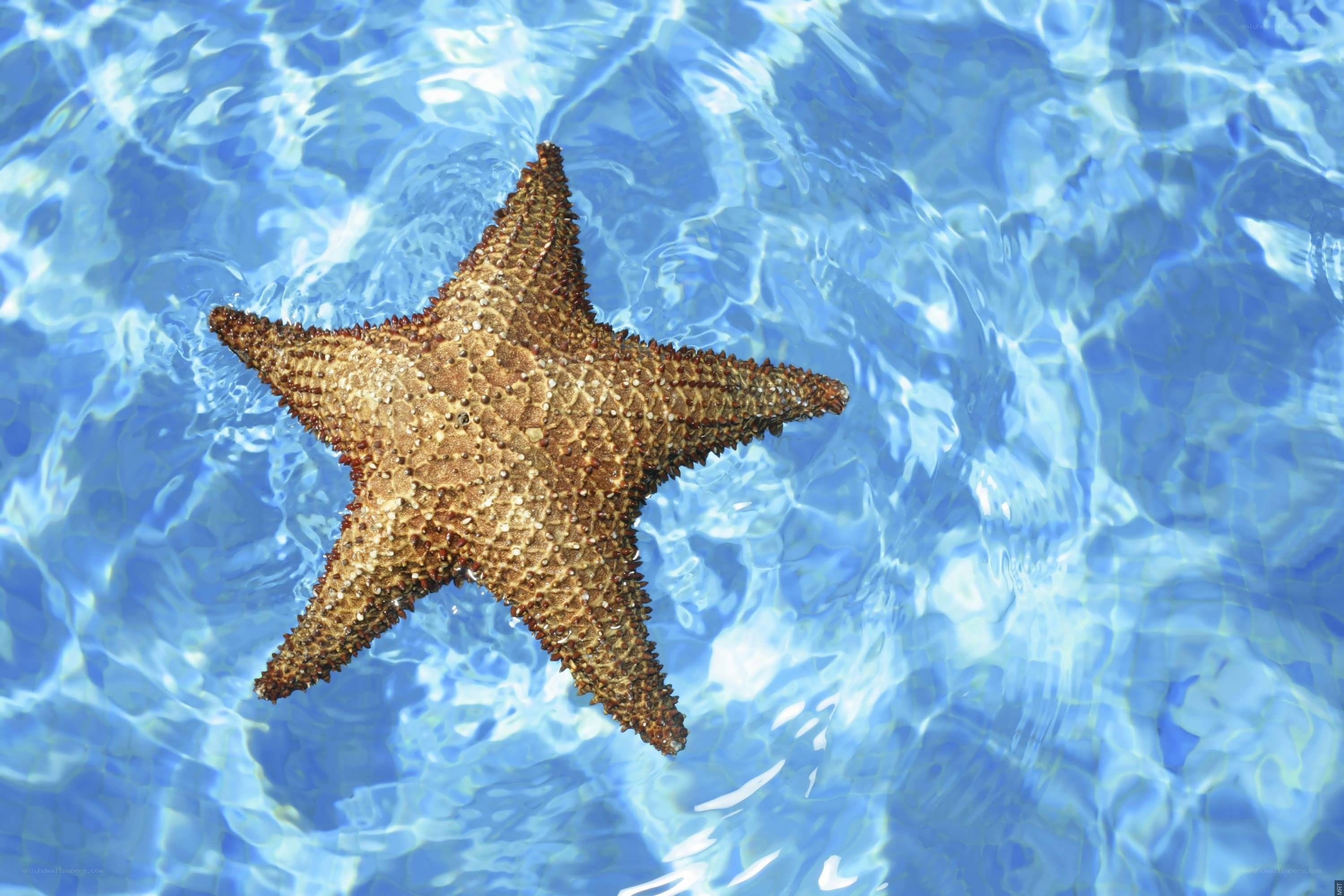 starfish in clear blue water