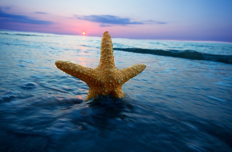 Starfish in Ocean Water — Blue