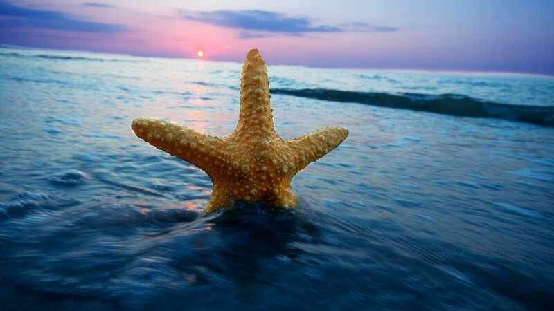 Starfish in Ocean Water