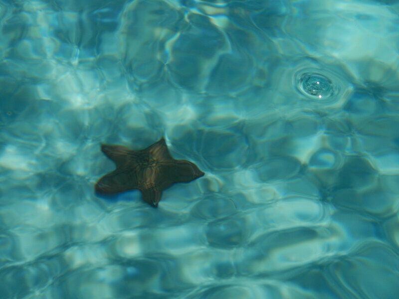 Starfish in Pool Water