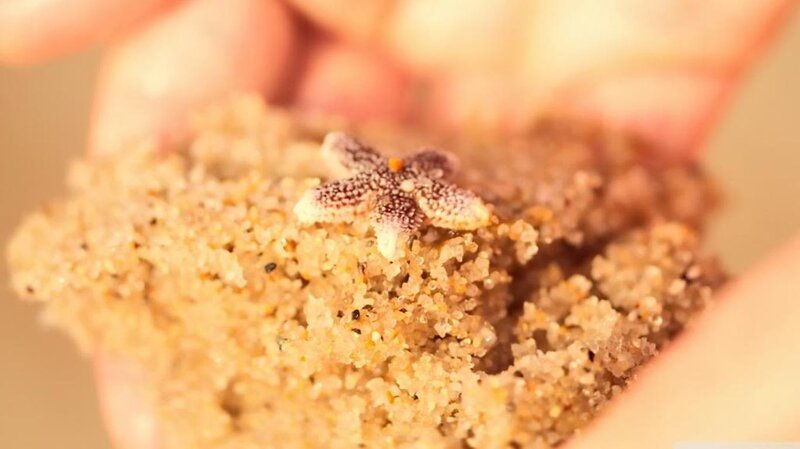 Starfish in Sand