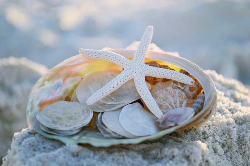 Starfish in Seashell