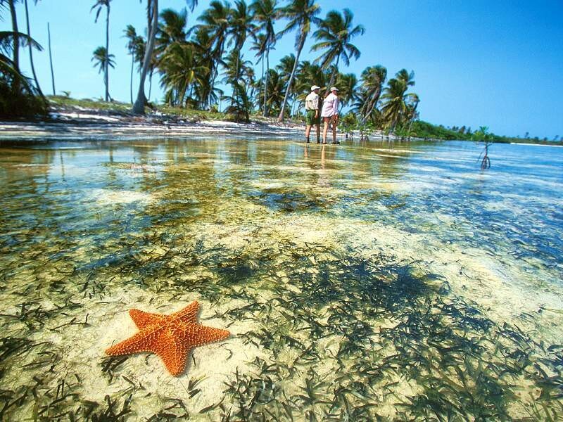 Starfish in shallow tropical water