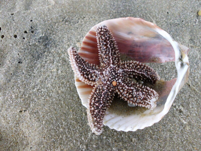 Starfish in Shell