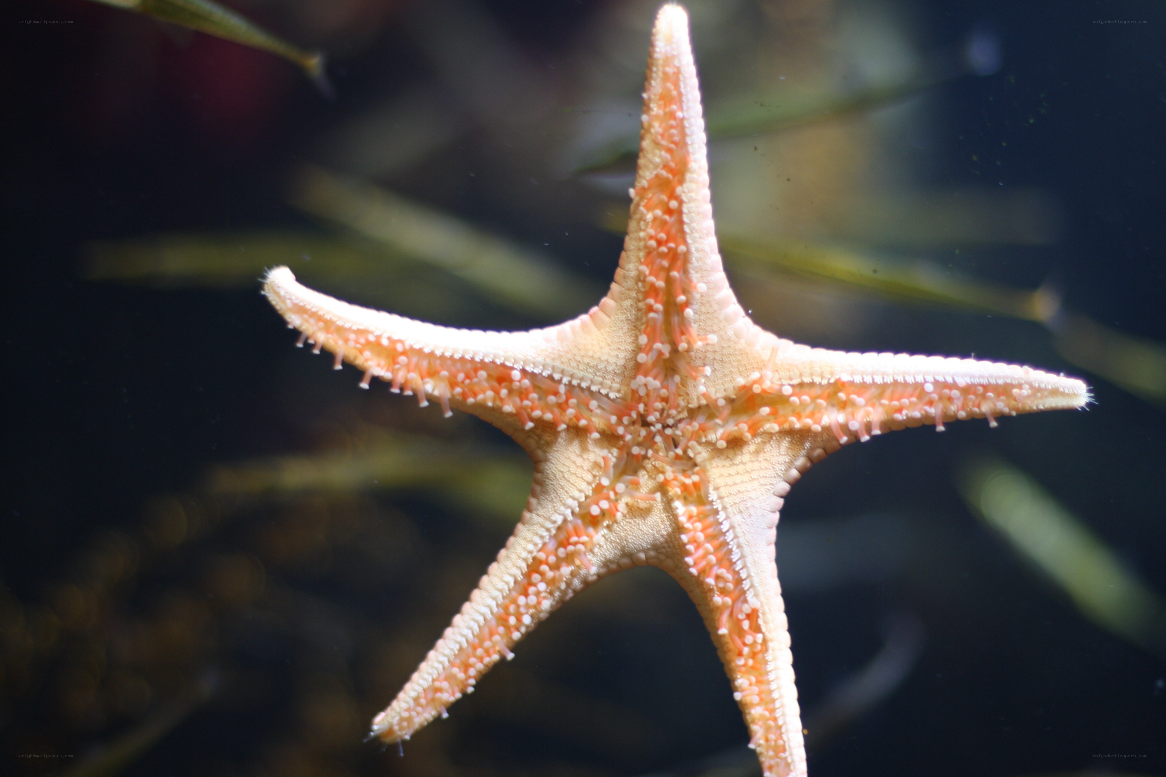 starfish in underwater scene