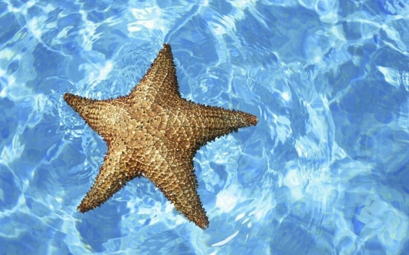 Starfish in Water