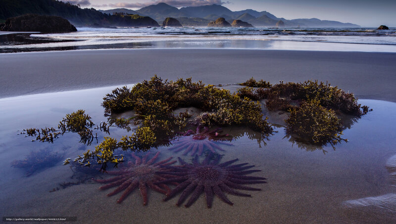 Starfish on a beach at low tide