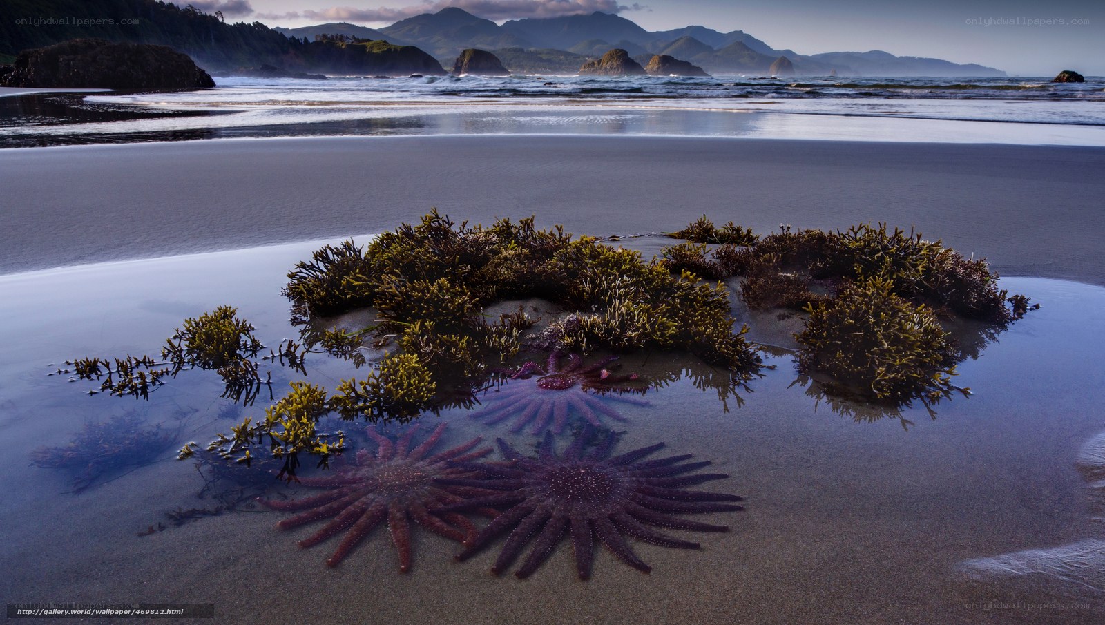Starfish on a beach at low tide