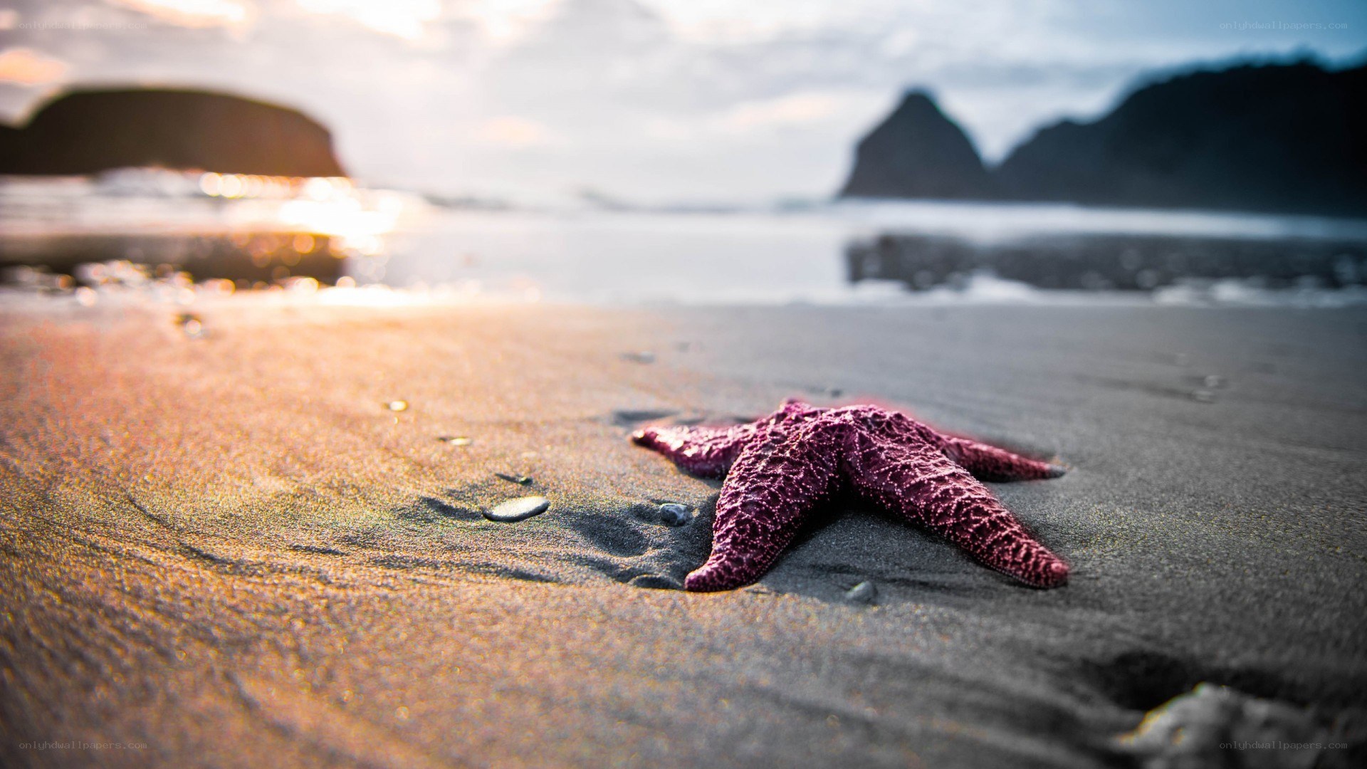 Starfish on a beach at sunset
