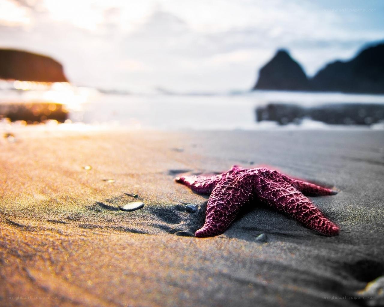 Starfish on a beach at sunset