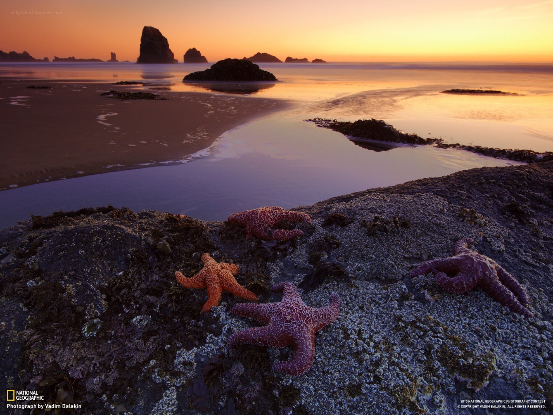 Starfish on a beach at sunset