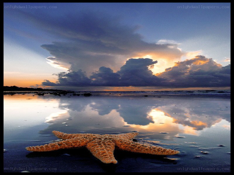 Starfish on a beach at sunset