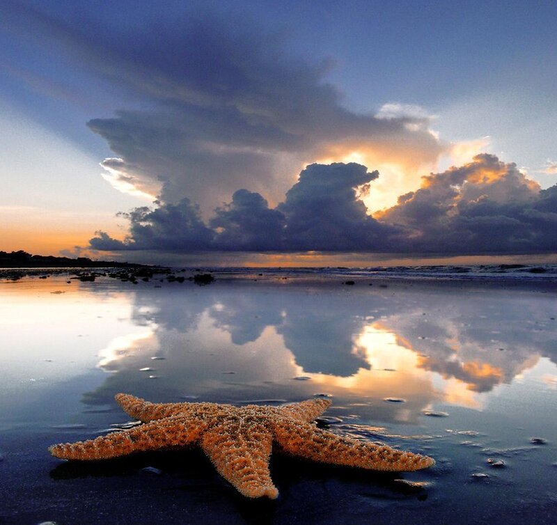 Starfish on a beach at sunset