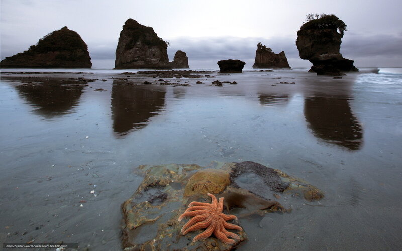 Starfish on a beach with sea stacks