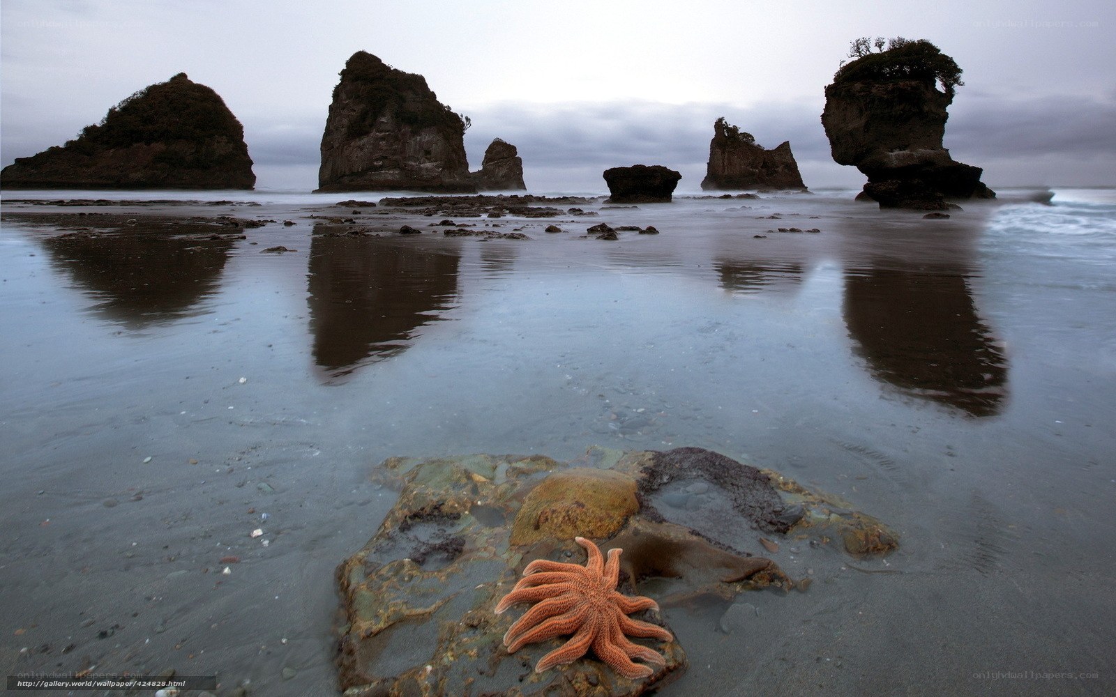 Starfish on a beach with sea stacks