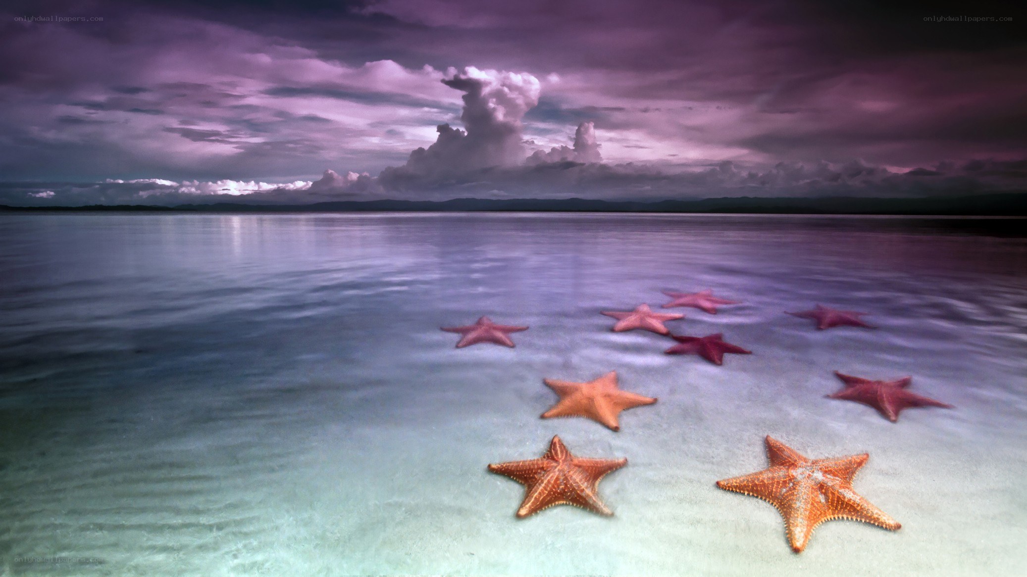 Starfish on a calm beach