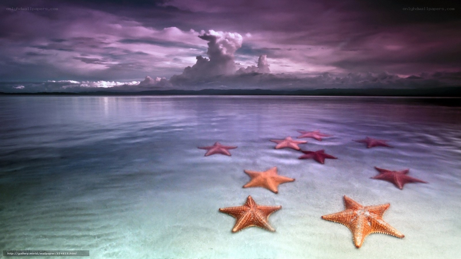 Starfish on a calm beach